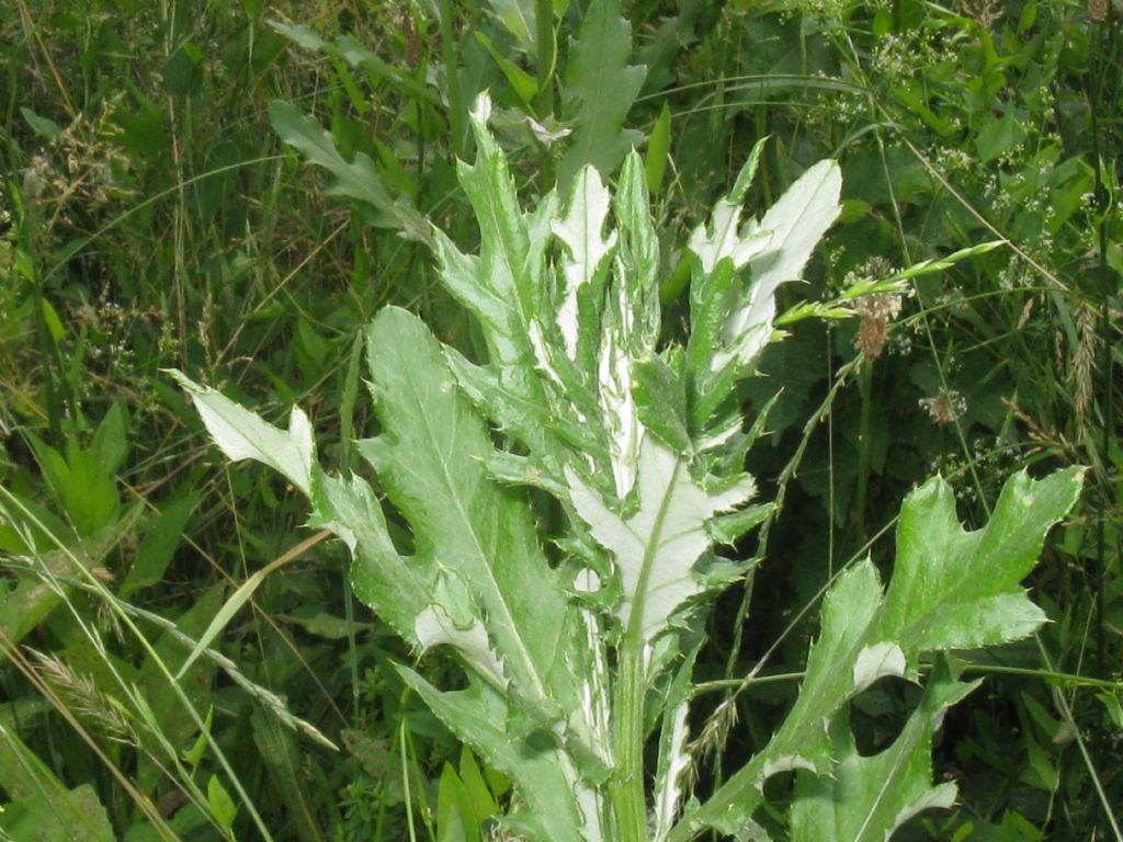 Cirsium arvense