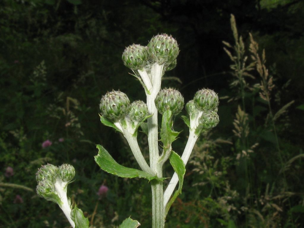 Cirsium arvense