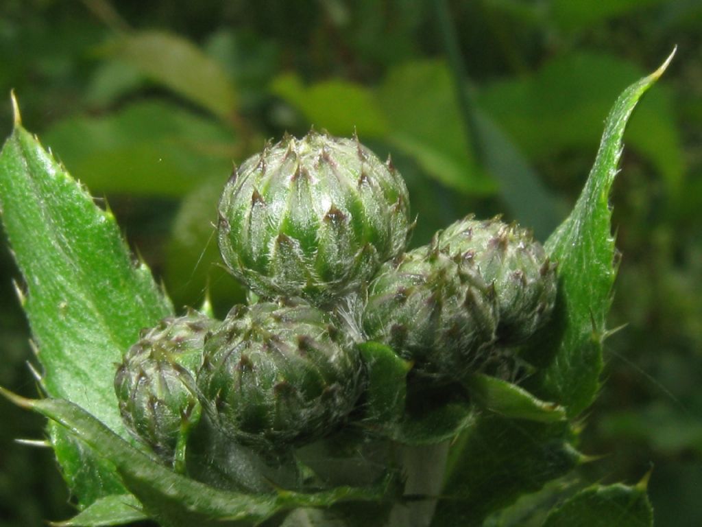 Cirsium arvense