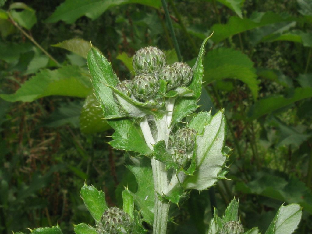 Cirsium arvense