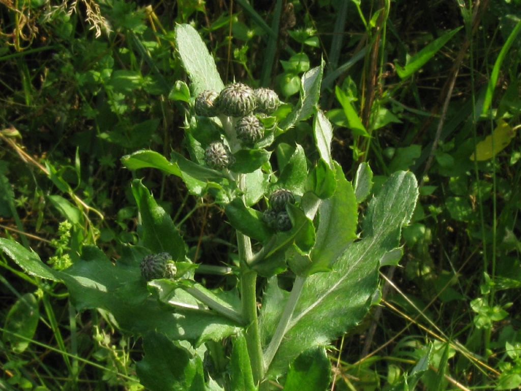 Cirsium arvense