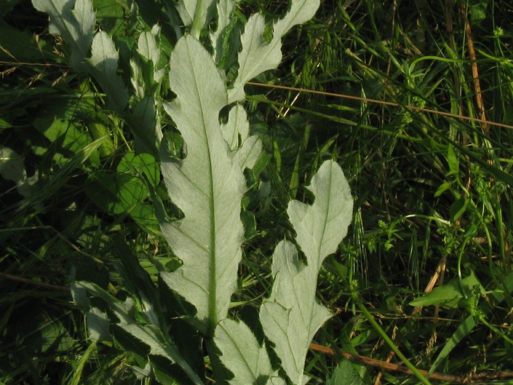 Cirsium arvense