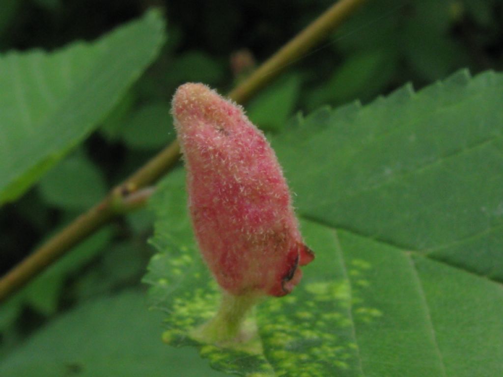 Afidi galligeni: Tetraneura ulmi (Aphididae)