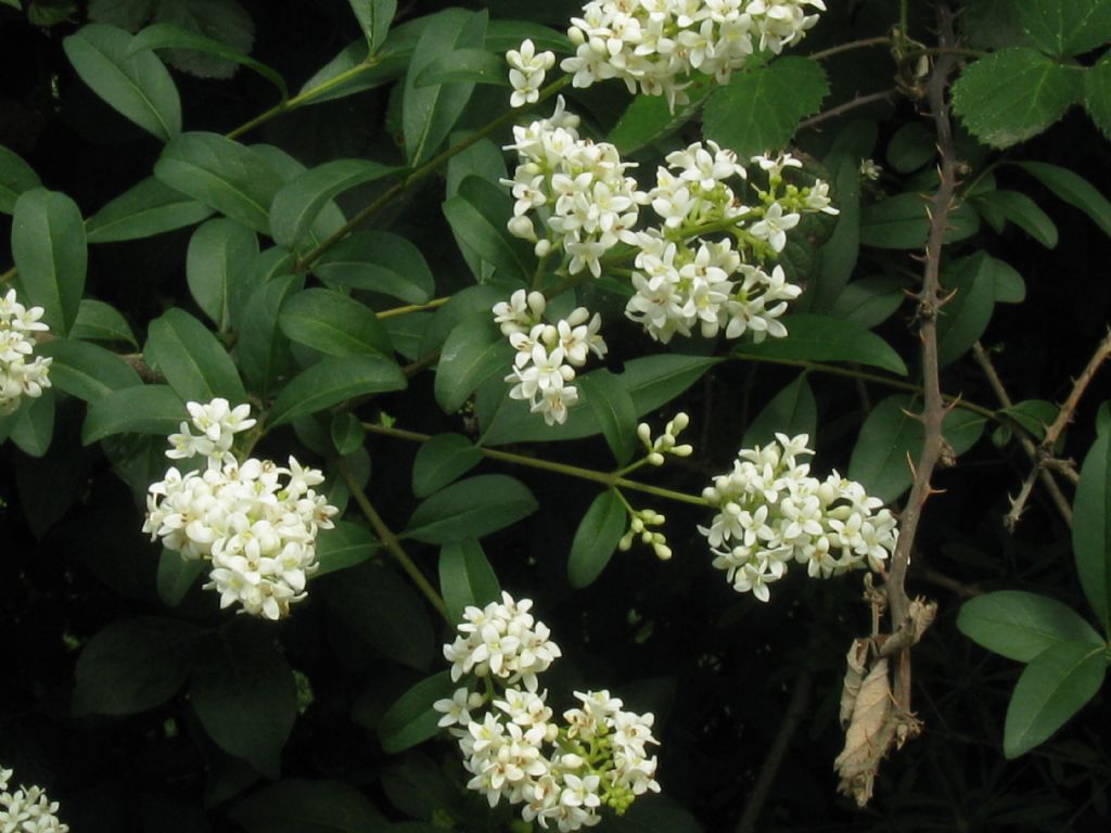 Fiore di....Ligustrum ovalifolium (Oleaceae)