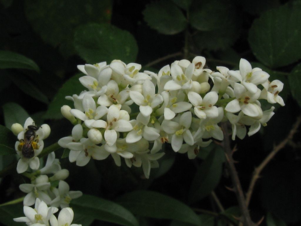 Fiore di....Ligustrum ovalifolium (Oleaceae)