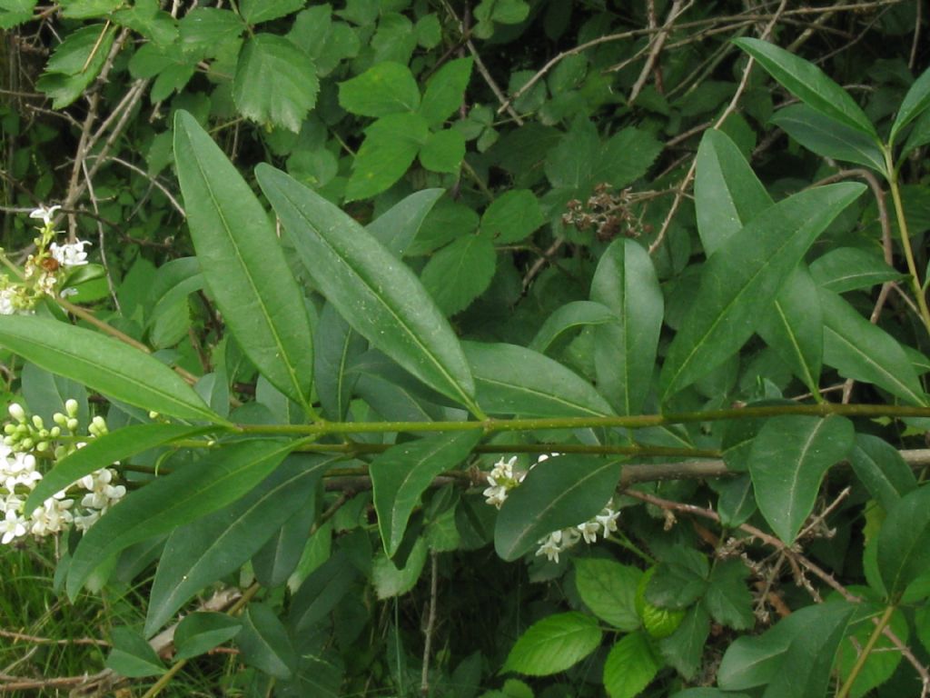 Fiore di....Ligustrum ovalifolium (Oleaceae)