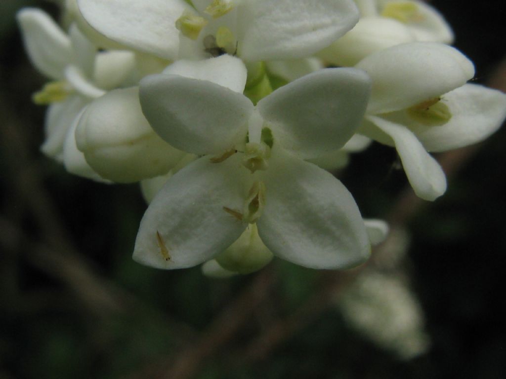 Fiore di....Ligustrum ovalifolium (Oleaceae)