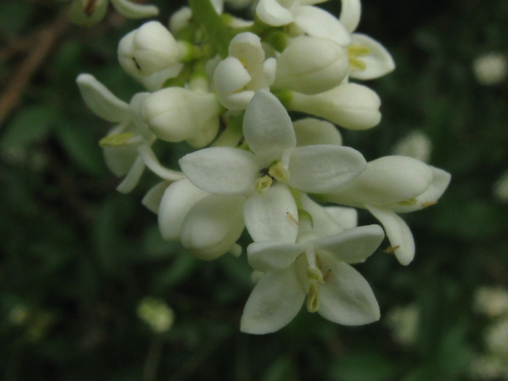 Fiore di....Ligustrum ovalifolium (Oleaceae)