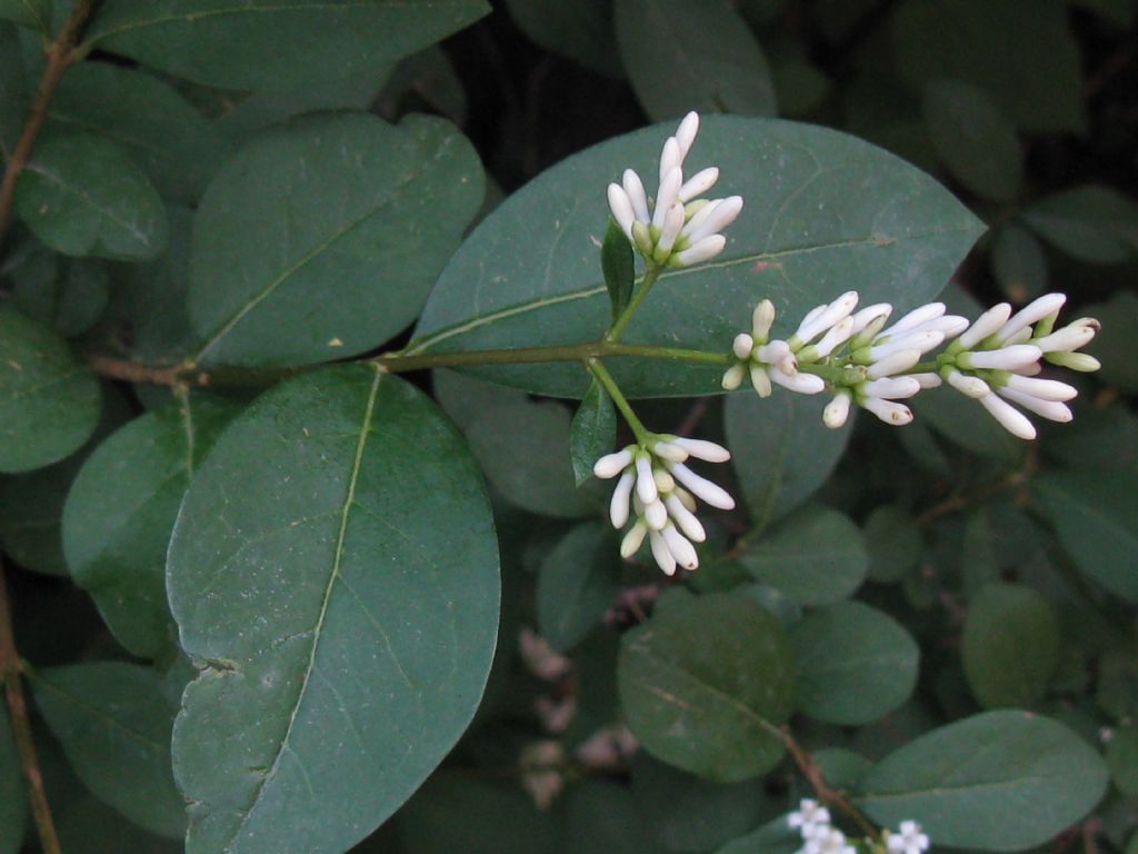 Fiore di....Ligustrum ovalifolium (Oleaceae)