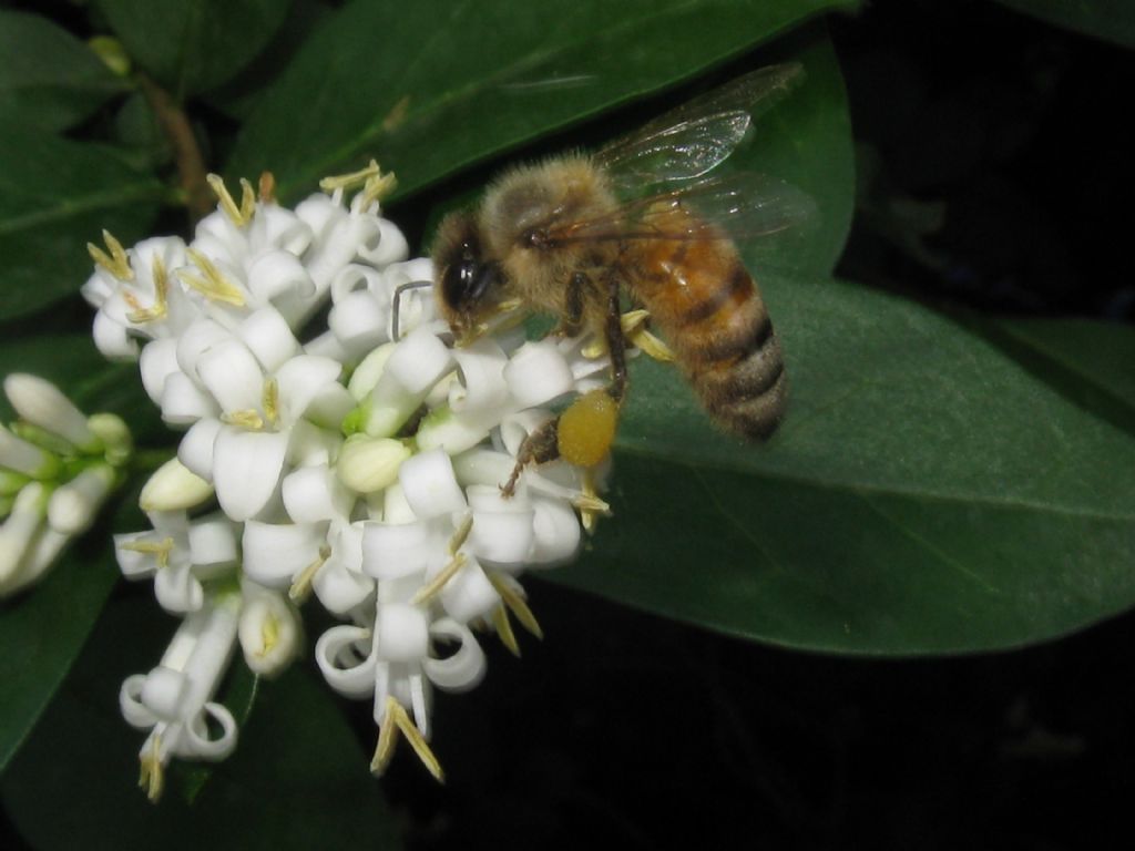 Apis mellifera