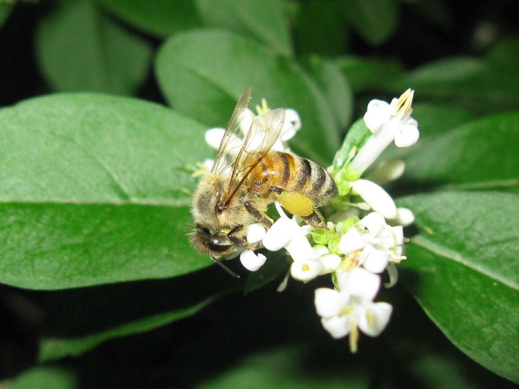 Apis mellifera