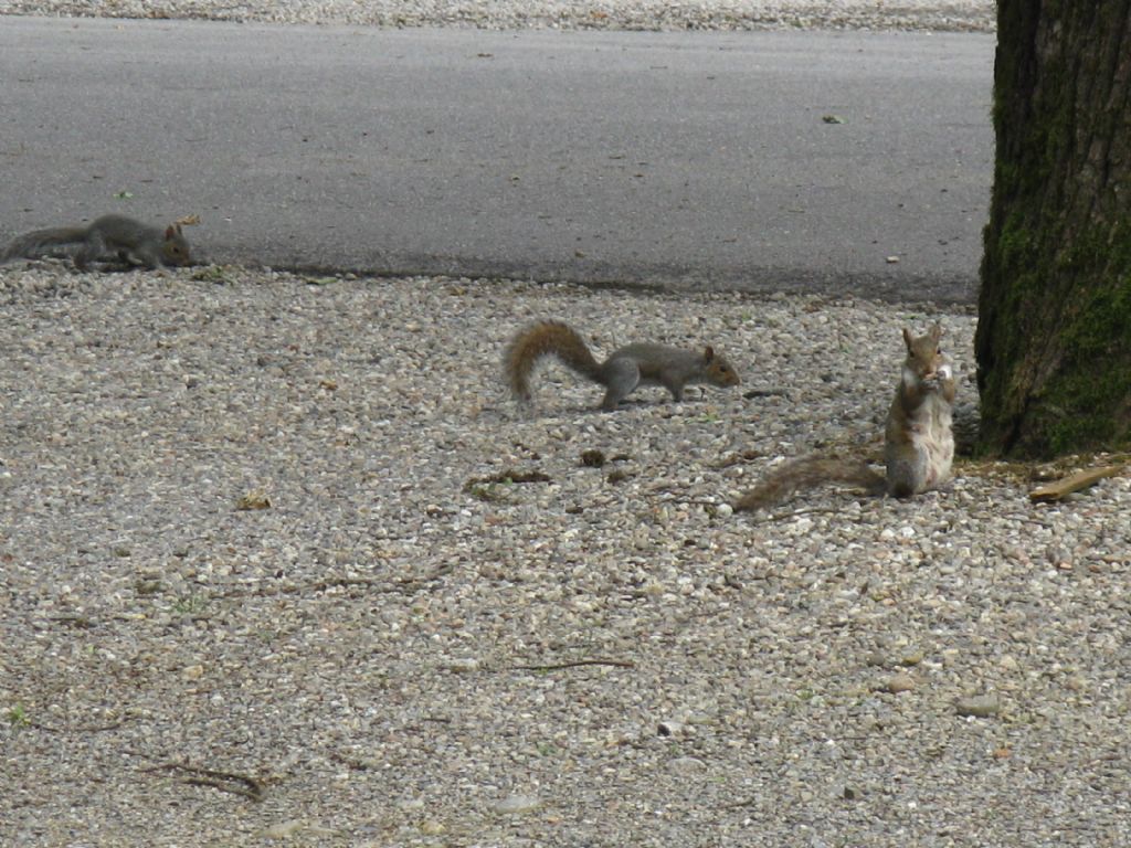 Scoiattolo grigio americano (Sciurus carolinensis) ?   S!