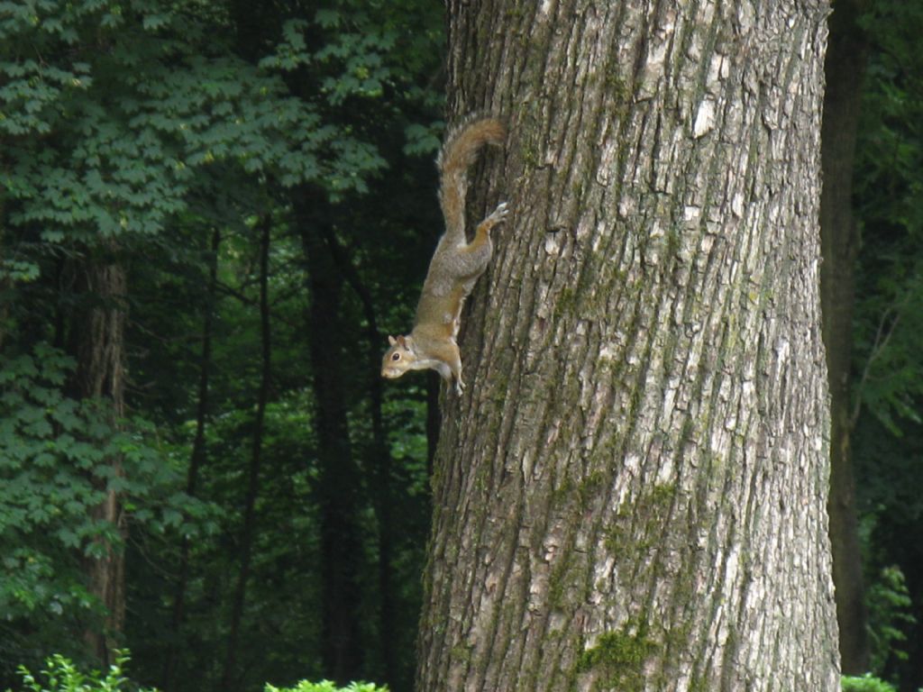 Scoiattolo grigio americano (Sciurus carolinensis) ?   S!