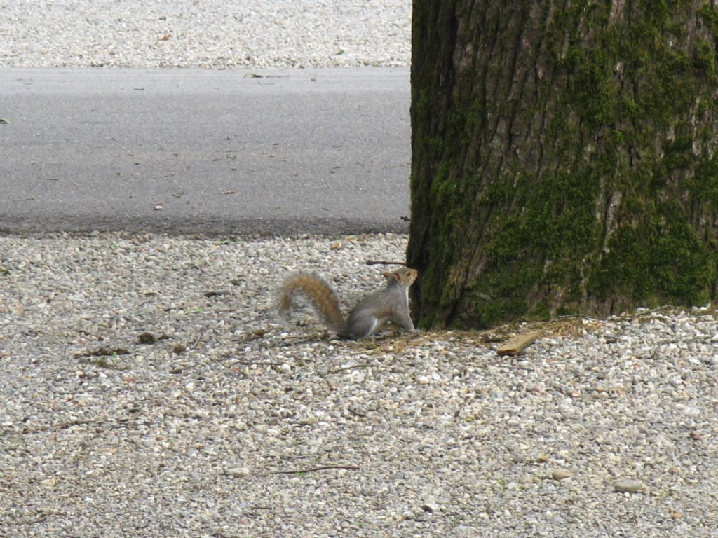 Scoiattolo grigio americano (Sciurus carolinensis) ?   S!