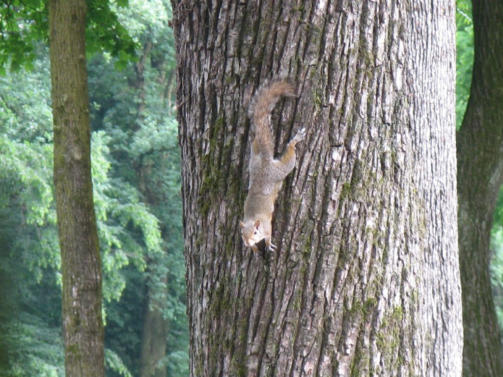 Scoiattolo grigio americano (Sciurus carolinensis) ?   S!