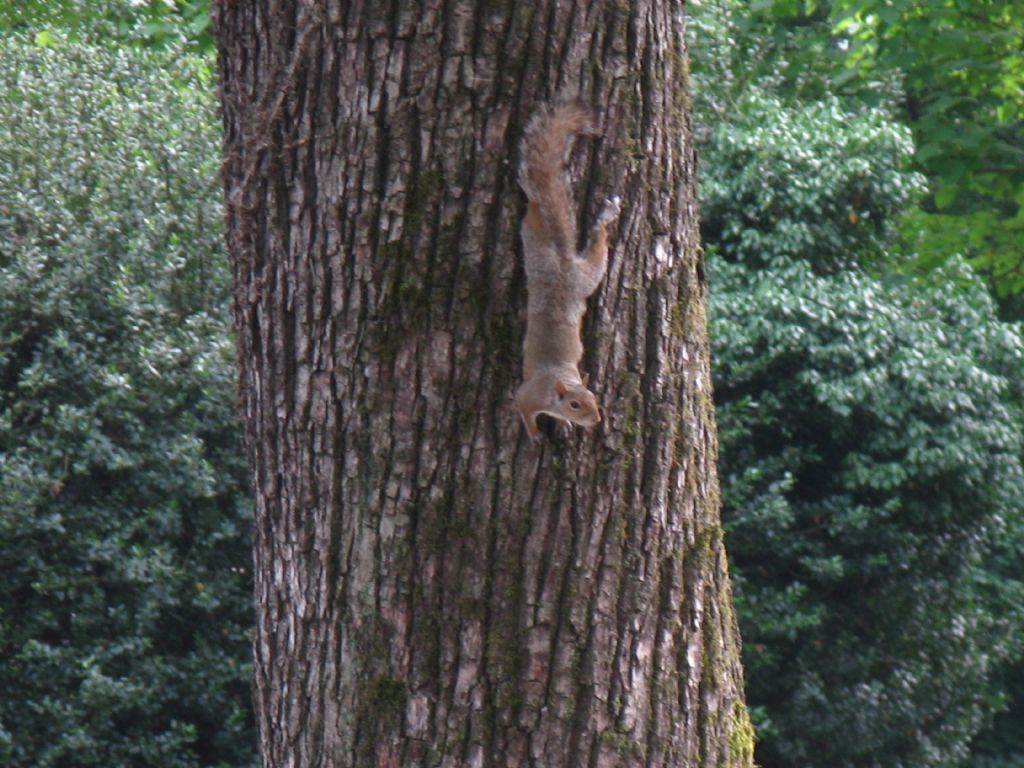 Scoiattolo grigio americano (Sciurus carolinensis) ?   S!