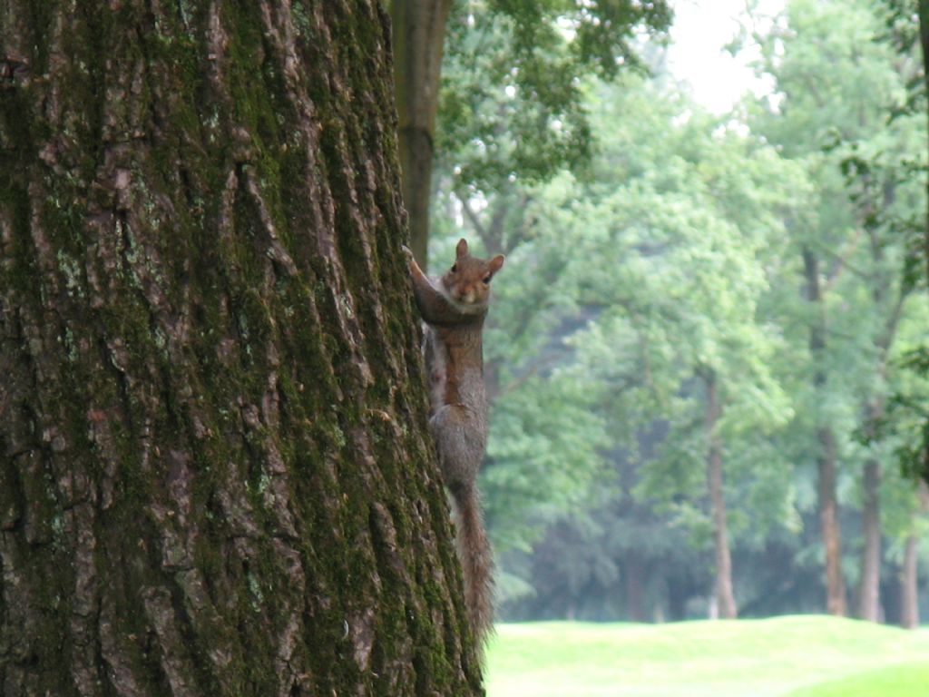 Scoiattolo grigio americano (Sciurus carolinensis) ?   S!