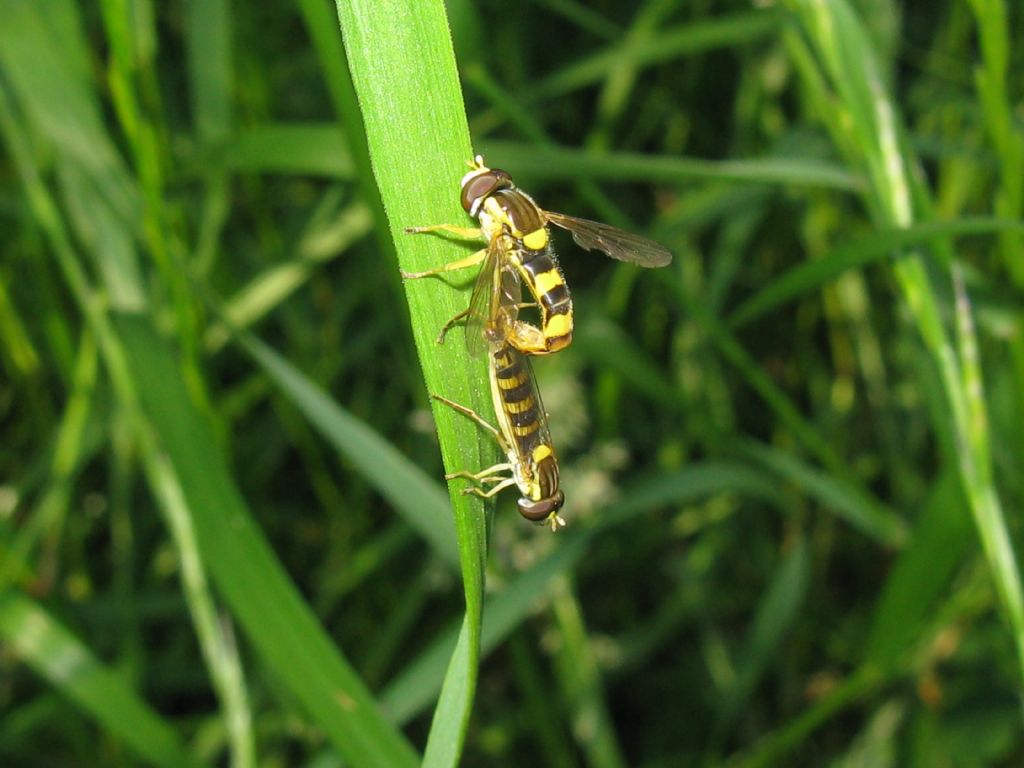 Syrphidae: Sphaerophoria scripta