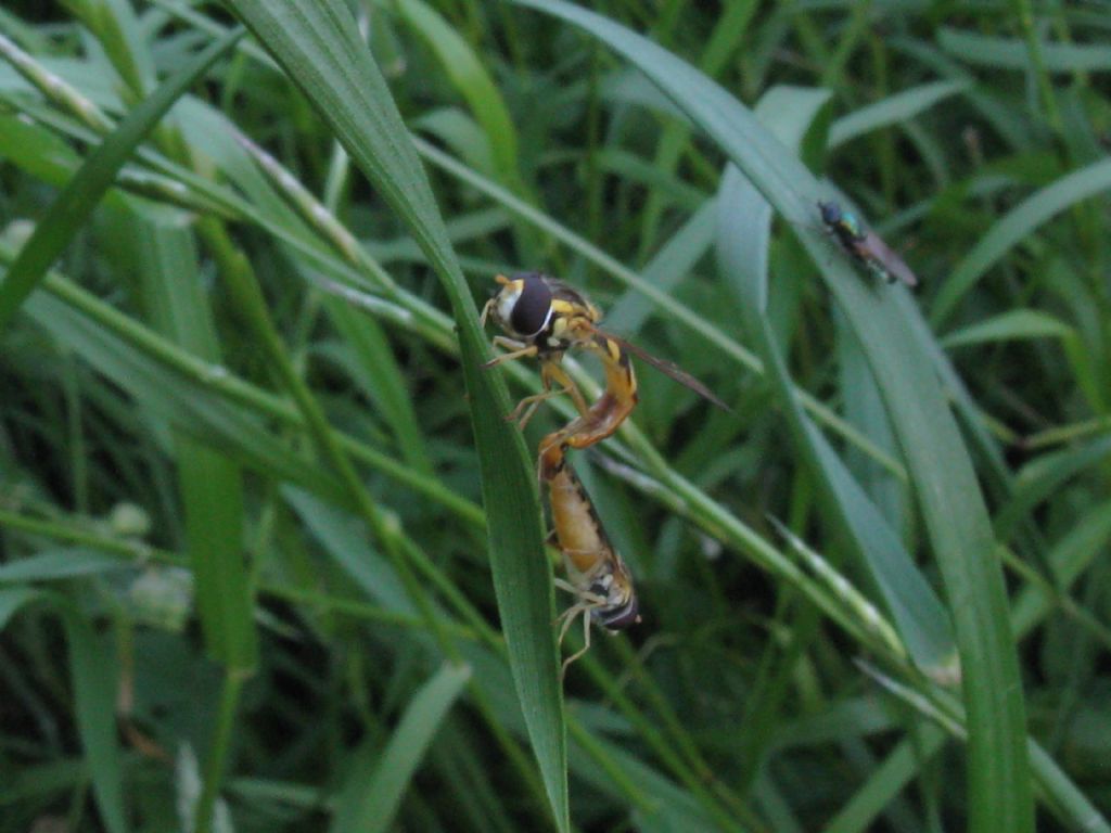 Stratiomyidae: cfr. Chloromyia sp.