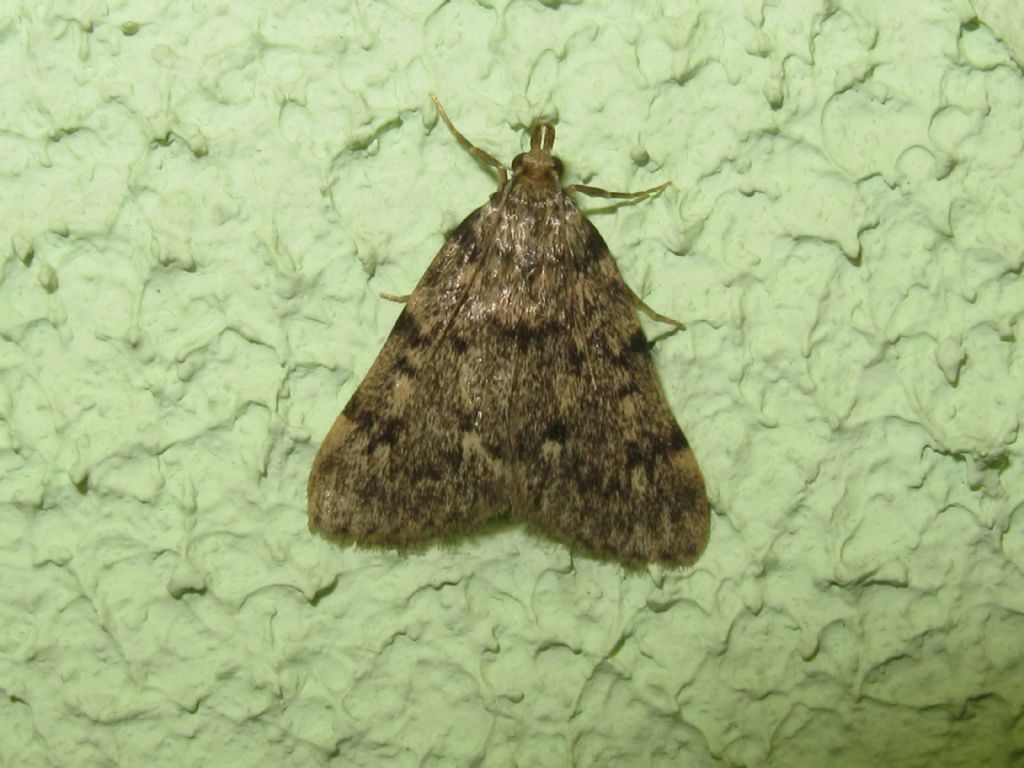 Erebidae?Hypena?
