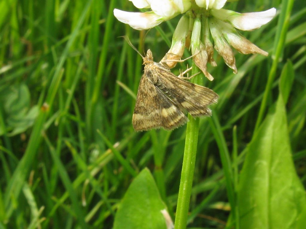Crambidae:  Pyrausta despicata?  S !