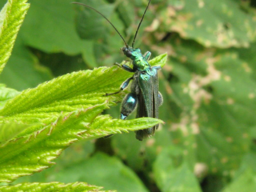 Oedemera nobilis maschio? S.