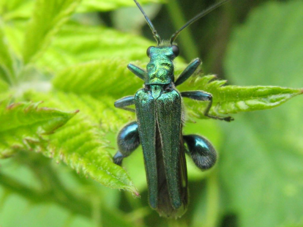 Oedemera nobilis maschio? S.