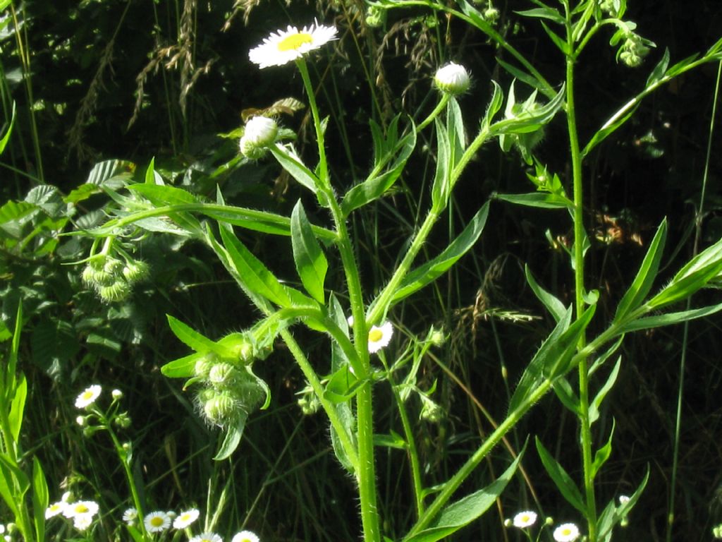 Erigeron annuus (Asteraceae)