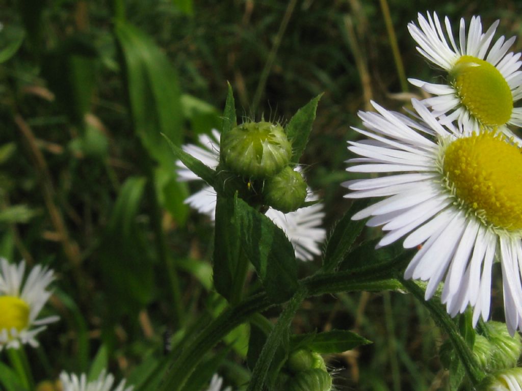 Erigeron annuus (Asteraceae)