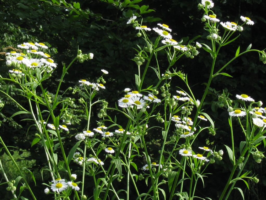 Erigeron annuus (Asteraceae)