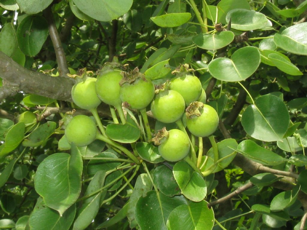 Pyrus communis / Pero domestico