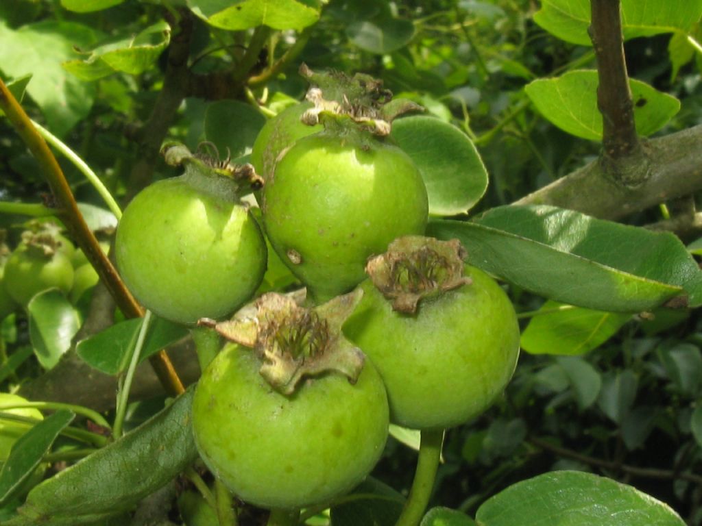 Pyrus communis / Pero domestico