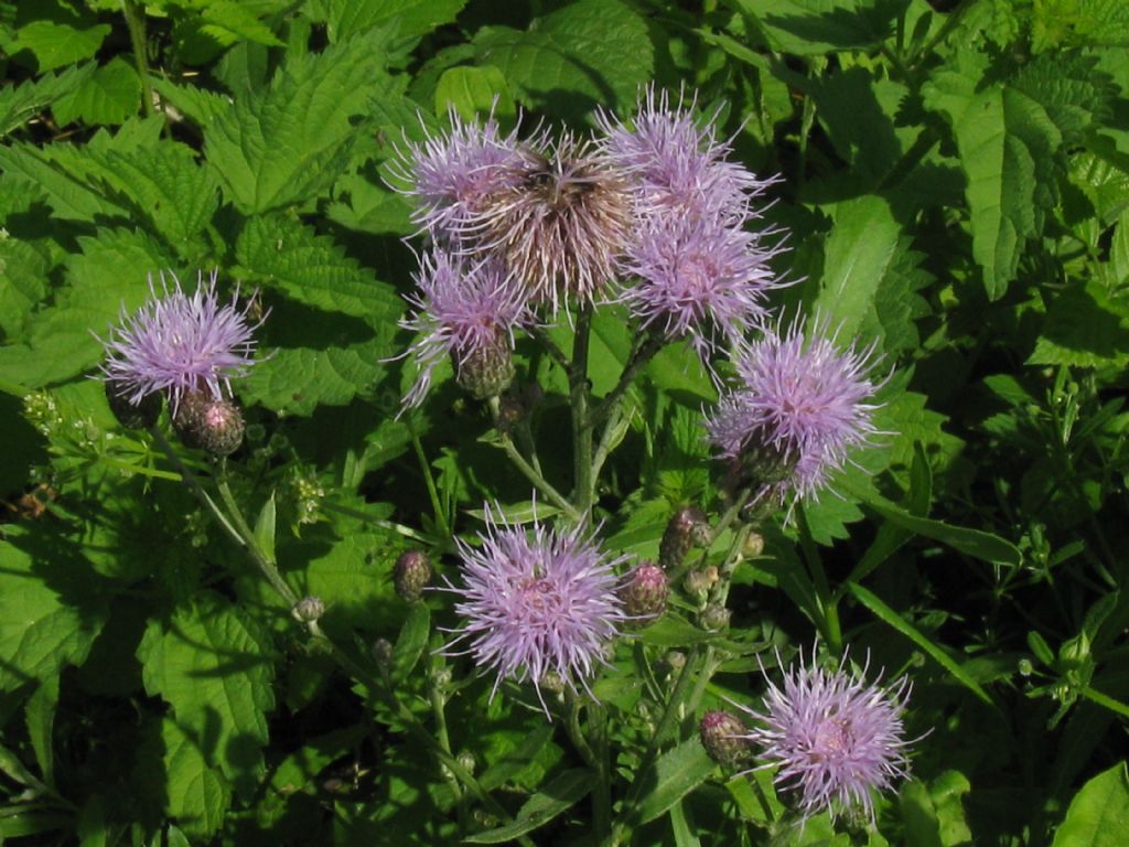 Cirsium arvense