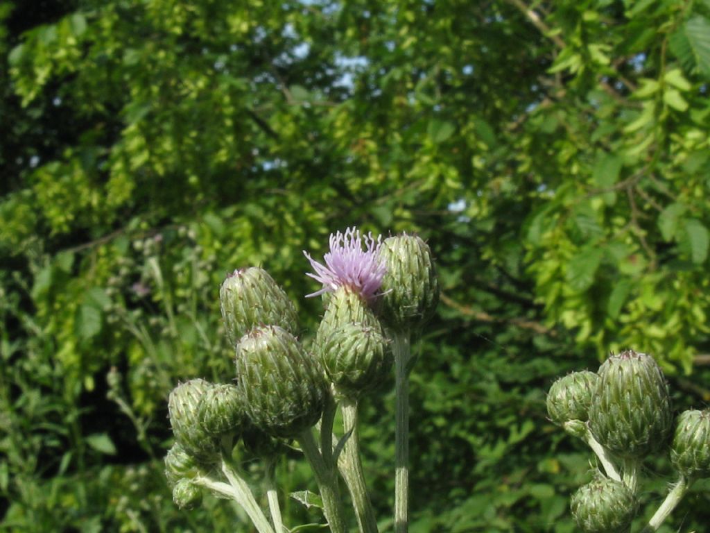 Cirsium arvense