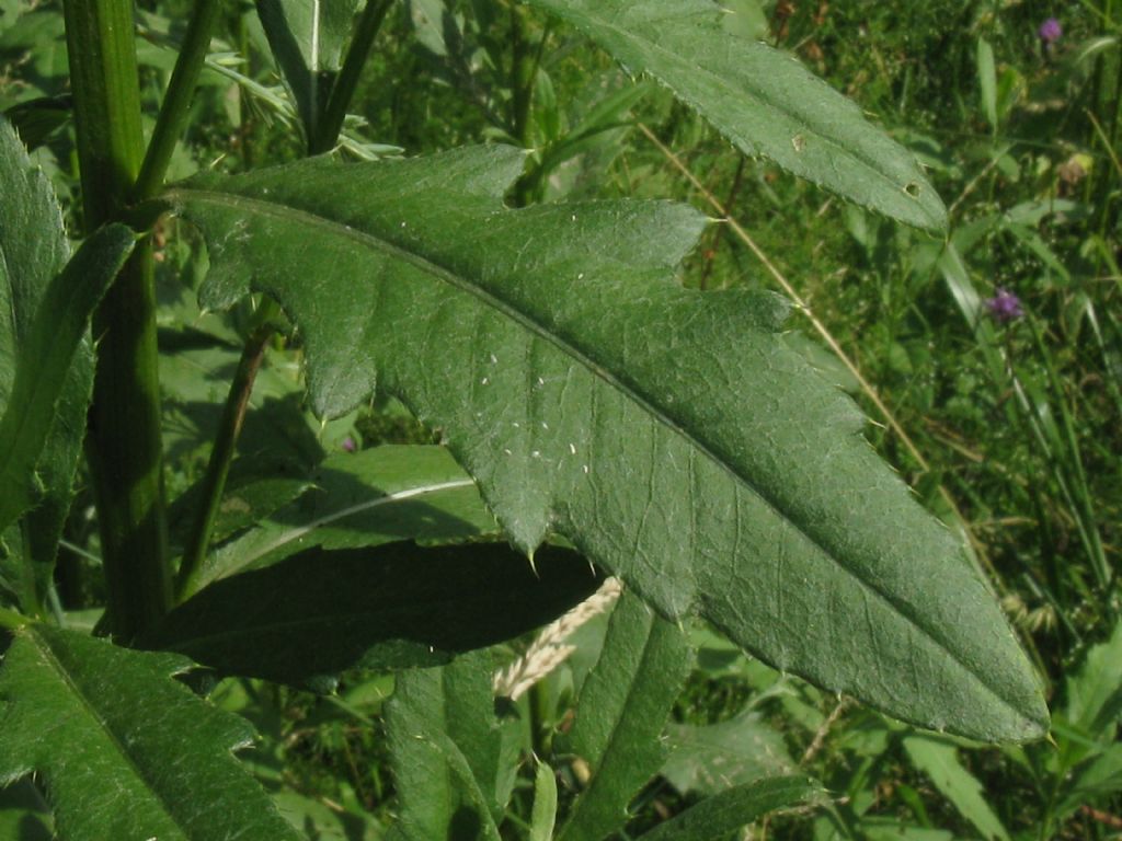 Cirsium arvense