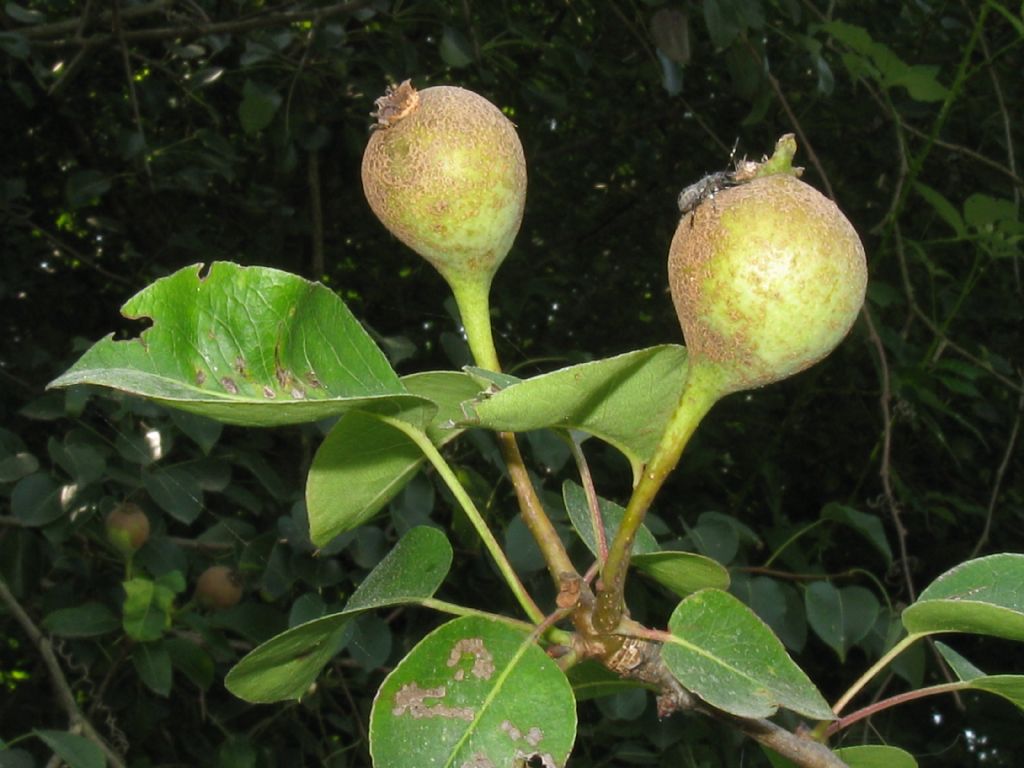 Pyrus communis / Pero domestico