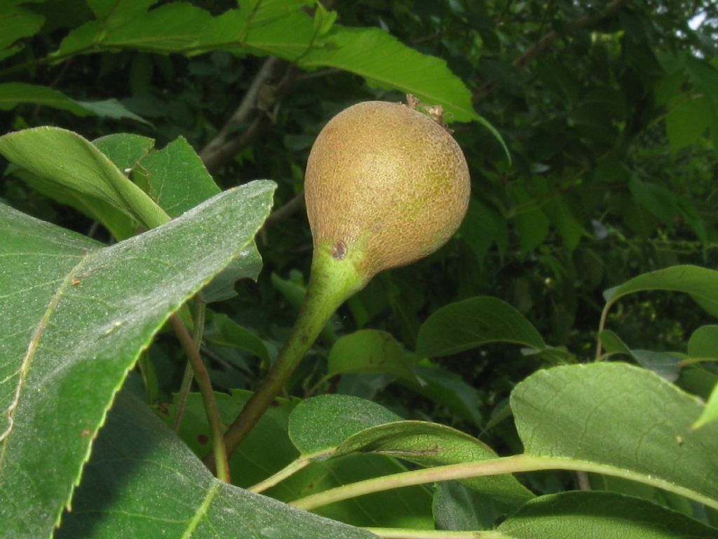 Pyrus communis / Pero domestico