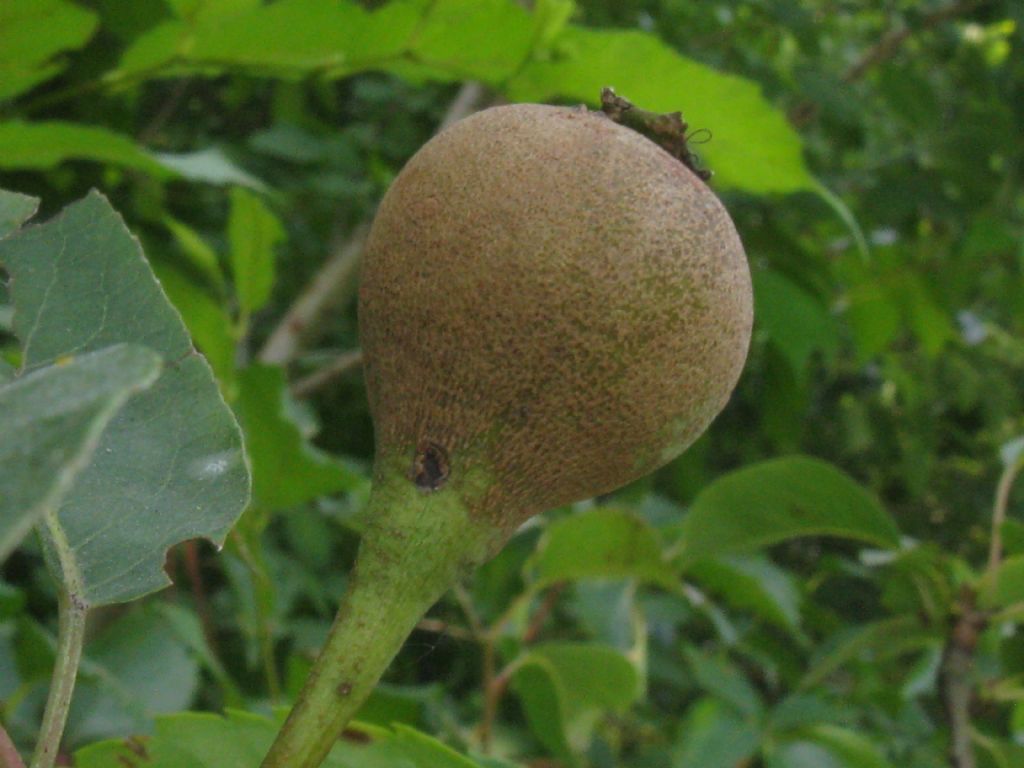 Pyrus communis / Pero domestico