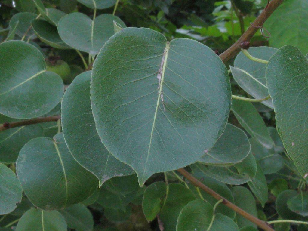 Pyrus communis / Pero domestico