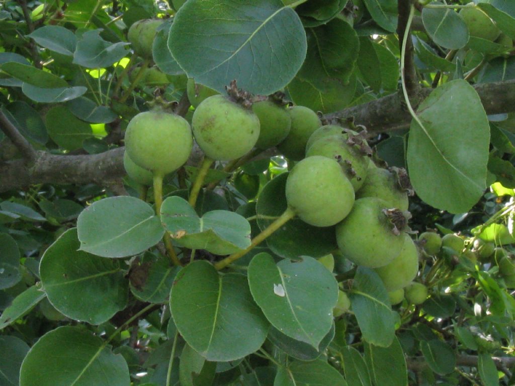 Pyrus communis / Pero domestico