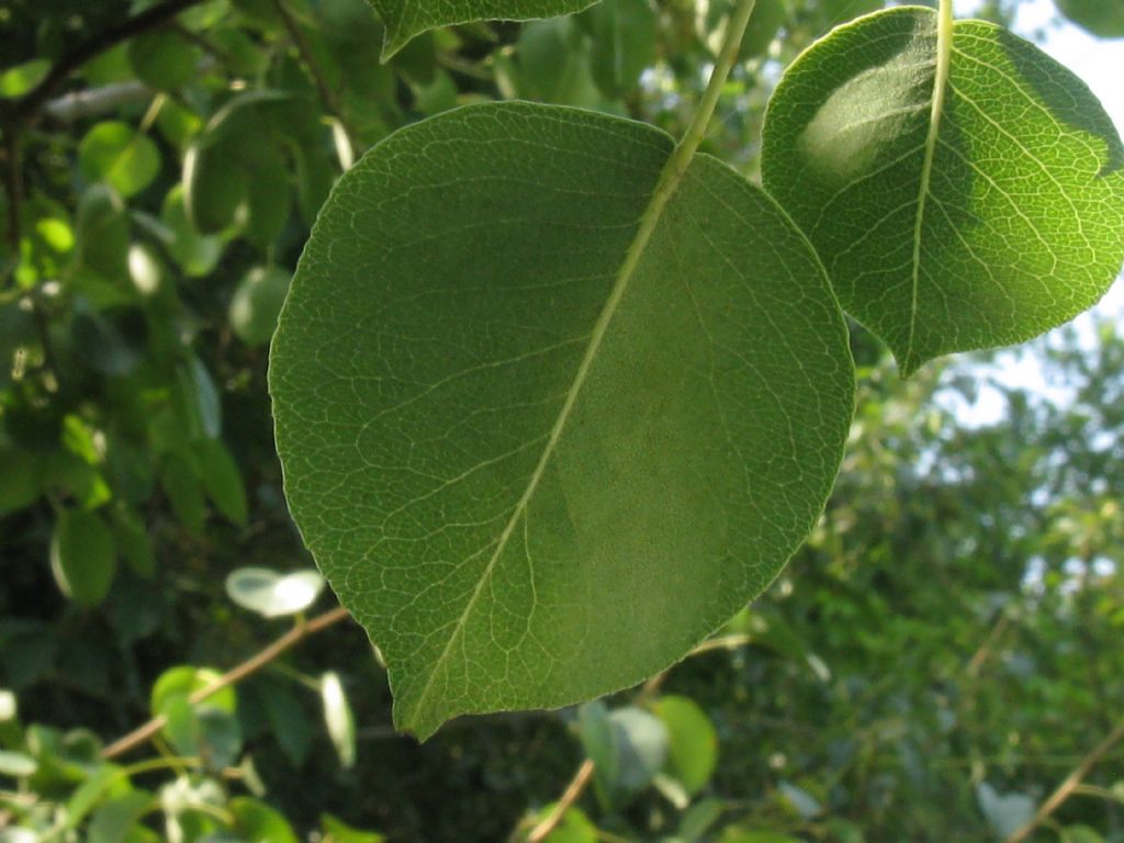 Pyrus communis / Pero domestico