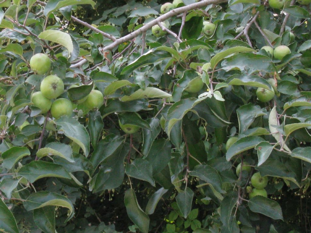 Malus pumila / Melo comune