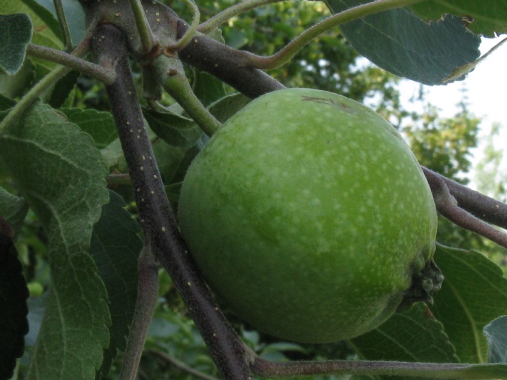 Malus pumila / Melo comune