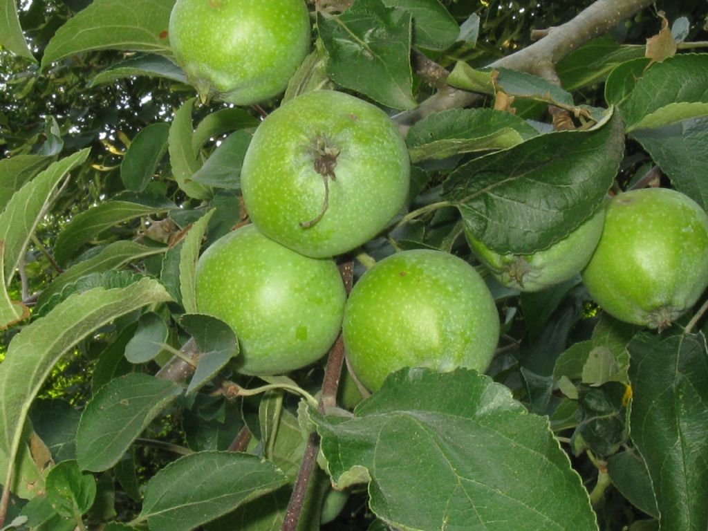 Malus pumila / Melo comune