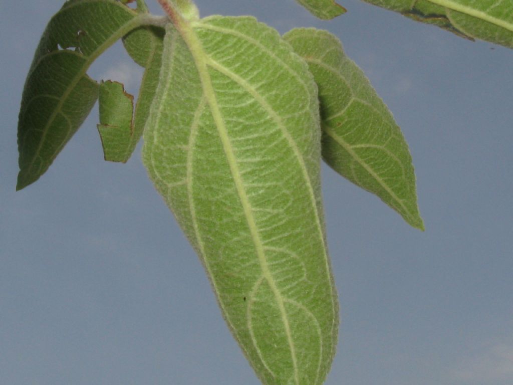 Malus pumila / Melo comune