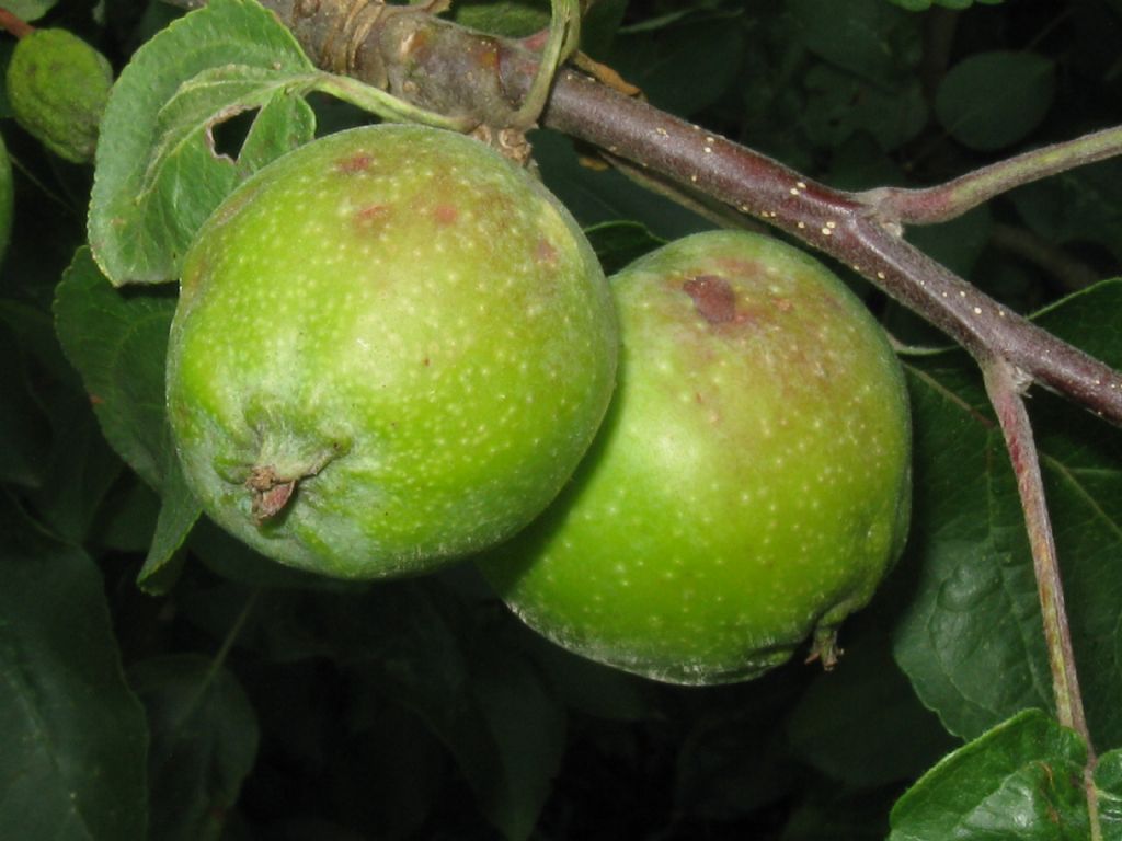 Malus pumila / Melo comune