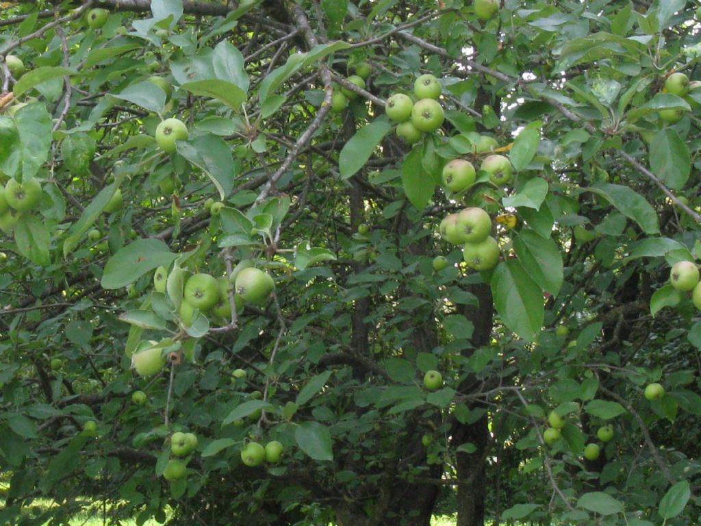 Malus pumila / Melo comune