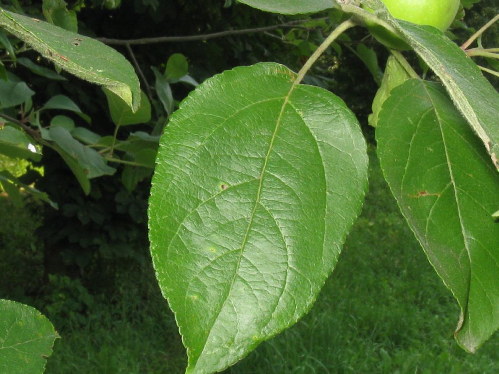 Malus pumila / Melo comune