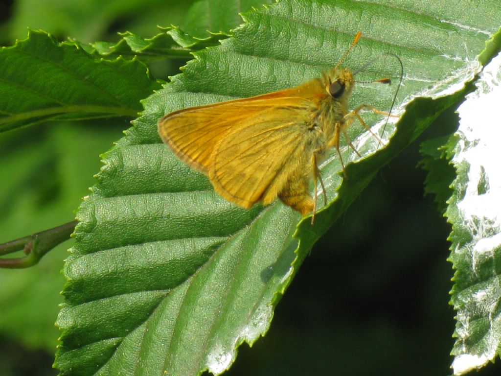 Ochlodes sylvanus (Hesperiidae)