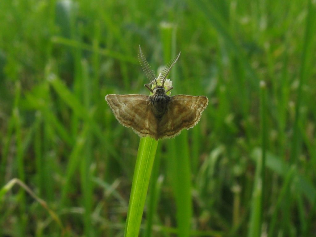 Geometridae?